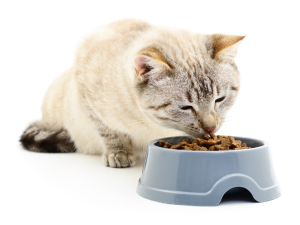 Inilah Alasan Makanan Kucing ada yang Disertifikasi Halal