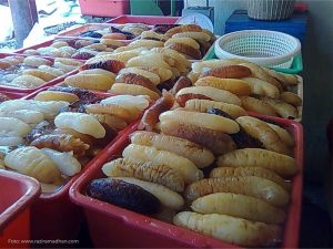 Apakah Teripang Halal Dikonsumsi?
