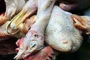 Bahaya Konsumsi Ayam Tiren