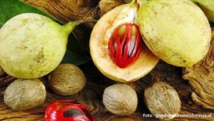 Halal Haram Buah Pala