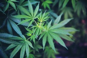 Hukum Memanfaatkan Ganja