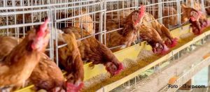 Pemanfaatan Bahan dari Babi untuk Pakan Ternak