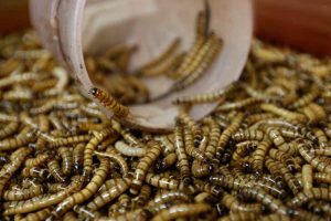 The Law of Consuming German Caterpillar