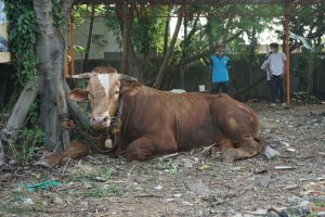 Mengamalkan Sunnah Berkurban, LPPOM MUI Sembelih 1,2 Ton Limosin