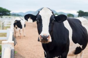 Proses Menyembelih Tentukan Kehalalan Daging