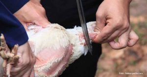 Sudahkah Cara Memotong Ayam, Sesuai Syariat?