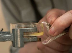 Hukum Menggunakan Bisa dan Darah Ular Untuk Obat