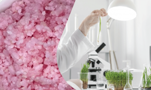 Hybrid Food: Beef rice, comes from the Laboratory